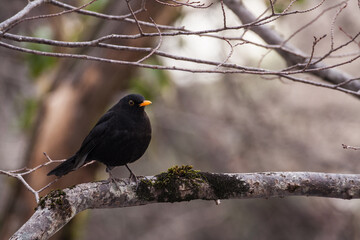 blackbird (Turdus merula) merlo