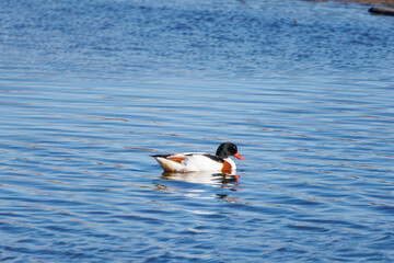 食事する美しく大きなツクシガモ（カモ科）。

日本国栃木県栃木市、渡良瀬遊水地にて。
ラムサール条約登録地。
2024年1月7日撮影。

Large and beautiful Common Shelduck (Tadorna tadorna, family comprising ducks) in eating.

At WATARASE Retarding Basin, Tochigi, Ja