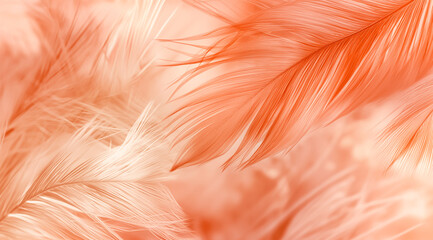 Trendy peach feather texture, close up. Abstract macro apricot fluffy feather background. Concept color of the year 2024 Peach Fuzz. 
