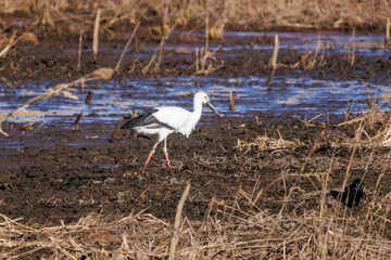 美しく大きなコウノトリ（コウノトリ科）他の群れ。

日本国栃木県栃木市、渡良瀬遊水地にて。
ラムサール条約登録地。
2024年1月7日撮影。

A school of the Beautiful and big Oriental White Stork (family comprising storks) and others.

At WATARASE Retarding Basin, Toch