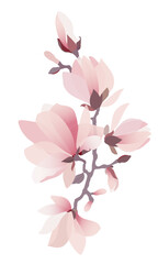 Branch of magnolia blossom