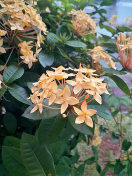 Yellow flowerr blooming in the garden