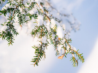 A branch of a hemlock tree covered in snow. The individual green needles are visible set on a backdrop of deep snow. This was taken in central Massachusetts the morning after a blizzard in January.