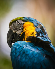 Blue-and-yellow macaw (Ara ararauna)