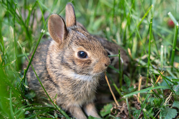 Close-up of Eastern Cottontail Baby Rabbit 