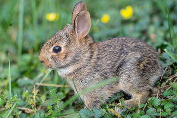 Close-up of Eastern Cottontail Baby Rabbit 
