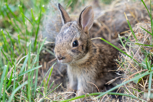Close-up of Eastern Cottontail Baby Rabbit 