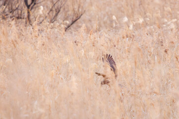 夕方ねぐら入りする飛翔する美しいチュウヒ（タカ科）。

日本国栃木県栃木市、渡良瀬遊水地にて。
ラムサール条約登録地。
2024年1月7日撮影。

A beautiful Eastern Marsh Harrier (Circus spilonotus, family comprising the hawks) returning to its nest in the evening.

At W