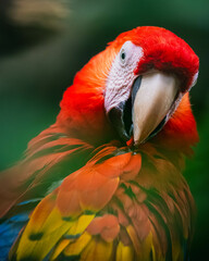 Scarlet macaw (Ara macao)