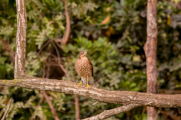 Eurasian sparrowhawk Accipiter nisus Bird of Prey also known as the northern sparrowhawk or the sparrowhawk sitting on a branch. Wildlife in nature. Netherlands.