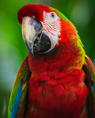 Catalina macaw (Ara ararauna × Ara macao)