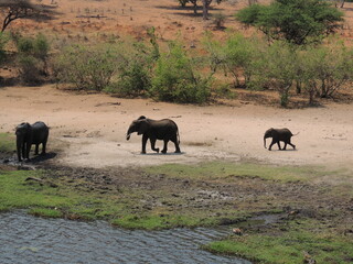 Elephants walking