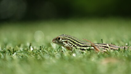 Lagartija