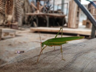The green steamed grasshopper is a species of grasshopper from the genus Atractomorpha which is found in Asia.
