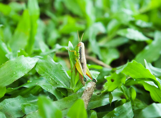 small grasshopper insects in the grass