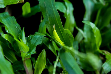 a grasshopper insect in the grass
