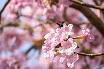 Tabebuya, a type of plant originating from Brazil. Most people often think of it as Sakura, because the shape of the flower is similar to that of cherry blossoms