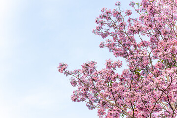 Tabebuya, a type of plant originating from Brazil. Most people often think of it as Sakura, because the shape of the flower is similar to that of cherry blossoms