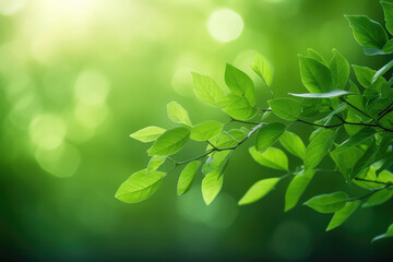 Fototapeta na wymiar Nature of green leaf in garden at summer. Closeup beautiful Natural green leaves plants using as spring background.