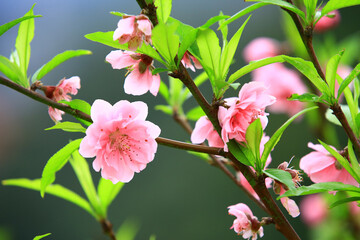 Apricot Blossoms or Almond Blossoms blooming on the branches in the garden 