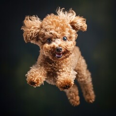 poodle dog jumping over dark background