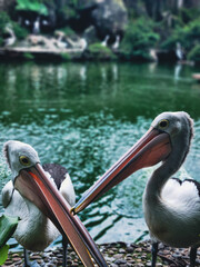 australian pelican deep talk