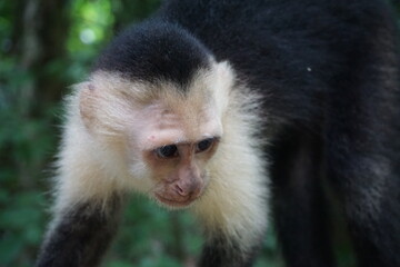 Capuchin Monkey. Beautiful Costa Rica monkey amazing zoom in to observe the features of the adorable face living in the rainforest. 
