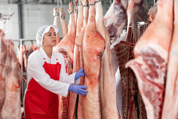 Focused young female butcher shop worker in white uniform and red apron checking fresh raw dressed pork carcasses hanging on hook frame 