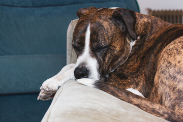 German brown boxer dog is sleeping on a couch. Big-sized service dog breed. A sleepy tired domestic animal muzzle. A cute lovely canine pet indoors.