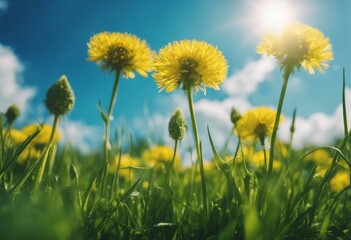 Juicy fresh young grass with yellow dandelions close-up on summer nature on blue sky background with