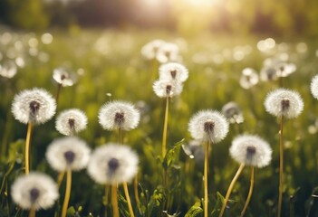 Lot of dandelions close-up on nature in spring against backdrop of summer lawn field and blue sky Th