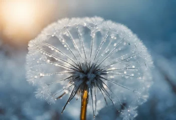 Foto op Plexiglas Snowflake of dew drops on a parachutes dandelion in snowdrift in the winter Abstract artistic image © ArtisticLens