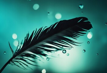 Silhouette of black bird feather with water drops on a blue turquoise background with beautiful ligh