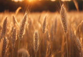 Spikes of ripe rye in sun close-up with soft focus Ears of golden wheat Beautiful cereals field in n