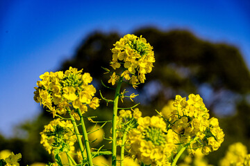 Obraz premium 早咲き菜の花
