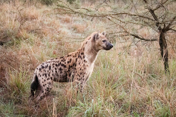 A spotted hyena looking off into the distance while on its early morning hunt in a South African...