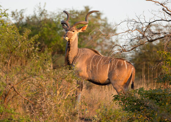 A spotted hyena looking into the distance on its early morning hunt in a game reserve in South Africa.