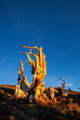 Oldest Bristlecone Pine Tree in Hwy 395, California