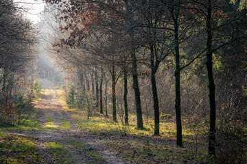 trail in winter forest where the afternoon sunlight shines through the trees.