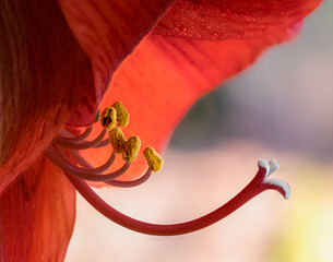 Red Amaryllis flower with pistil close-up, graphical