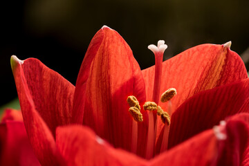 Red Amaryllis flower with pistil close-up, graphical, fine art