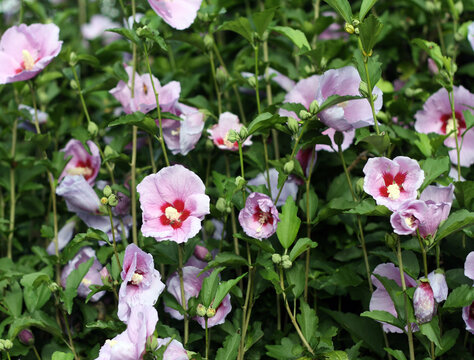 Flower bed with hibiscus moscheutos "Cherry Cheesecake" flowers