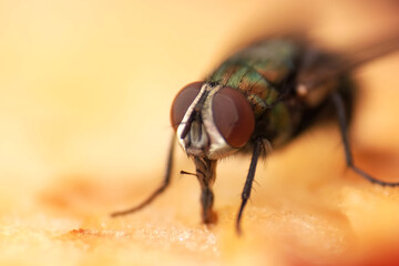 Macro shot of flies on fruit slice