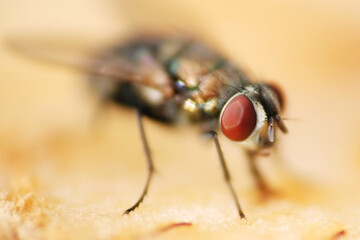 Macro shot of flies on fruit slice