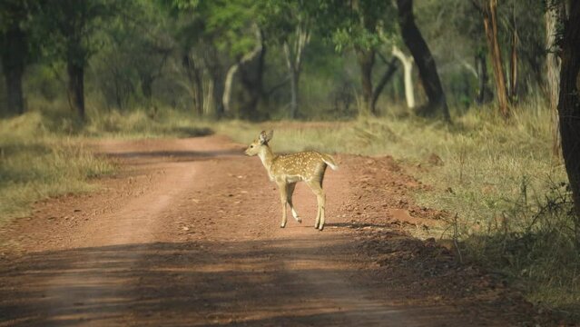 Chital fawn and its mother or Cheetal or Axis axis deer in dry grasslands of Kuno National Park in Sheopur India