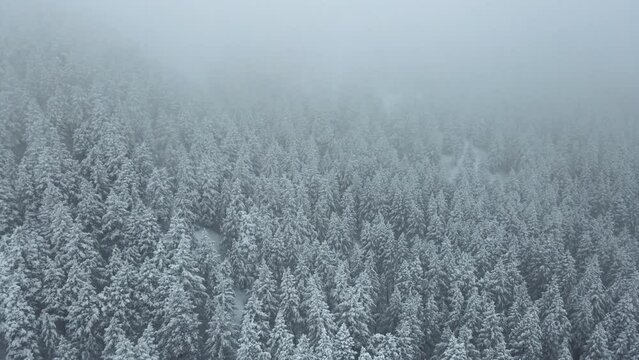 Descending aerial shot of a freshly snow covered pine forest in Utah