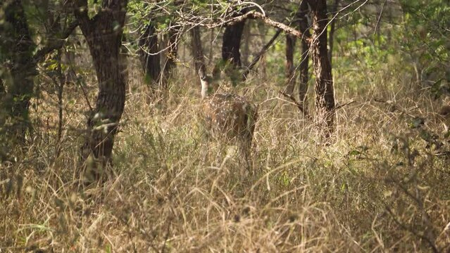 Group of Chital or Cheetal or Axis axis deer in dry grasslands of Kuno National Park in Sheopur India