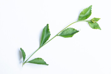 Branch of fresh green leaves isolated on white background