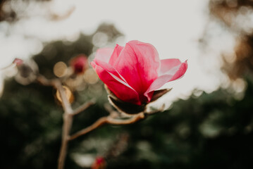 Obraz premium Magnolia in Golden hr.