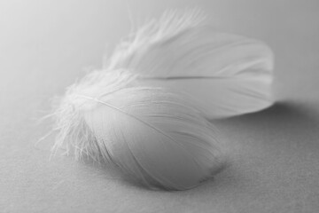 Fluffy white feathers on light grey background, closeup